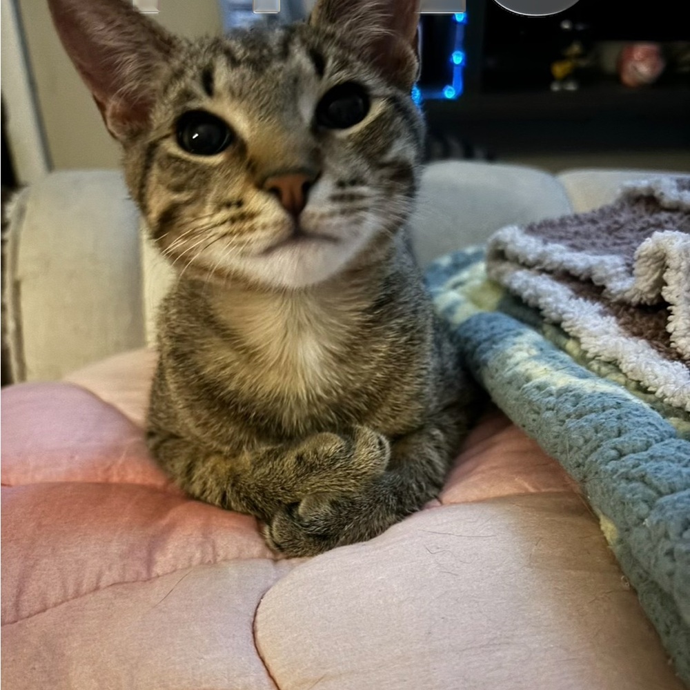 Meet your Posher, Ali